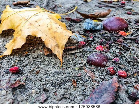 yellow maple leaf in autumn on the ground