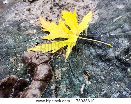 yellow maple leaf in autumn on the ground