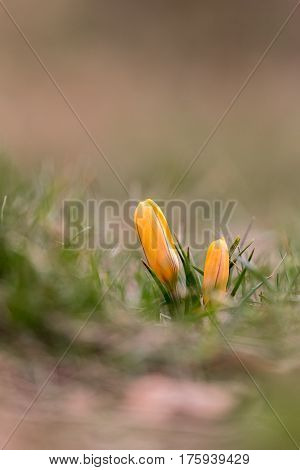 Crocuss family. Yellow crocuses in spring day.