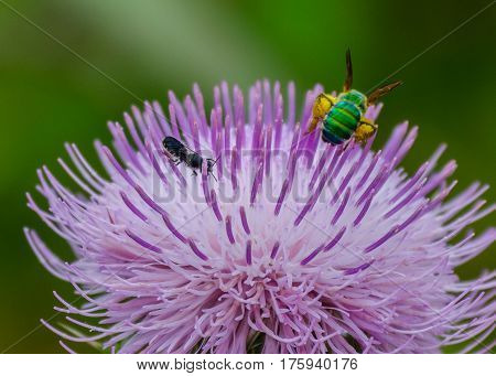 A green bee with full corbicula and a black fly feeding on a purple thistle flower