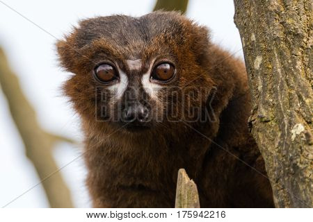 Red-bellied lemur (Eulemur rubriventer). Male arboreal primate in the Lemuridae family native to rainforest in Madagascar