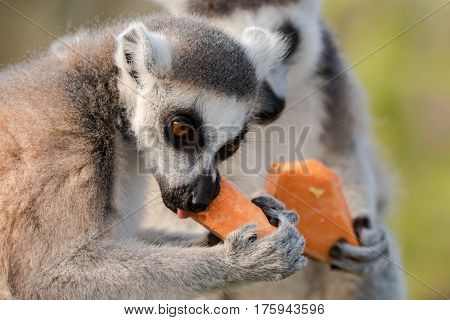 Ring-tailed lemur (Lemur catta) eating yam. Most familiar large strepsirrhine primate in the family Lemuridae gnawing on vegetables