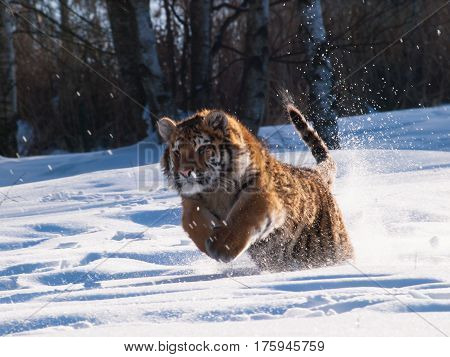 Running and hunting Siberian tiger in wild winter nature - Panthera tigris altaica