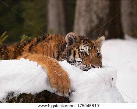 Kitten of siberian tiger relaxing lying on snow in forest - Panthera tigris altaica