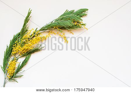 Acacia dealbata known as silver wattle blue wattle and mimosa on white background. Branches of yellow spring flowers traditional gift for the March 8 - international women's day.
