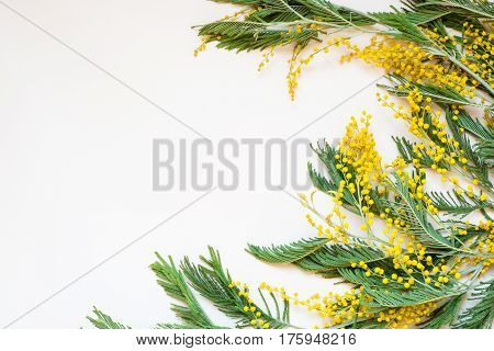 Acacia dealbata known as silver wattle blue wattle and mimosa on white background. Branches of yellow spring flowers traditional gift for the March 8 - international women's day.