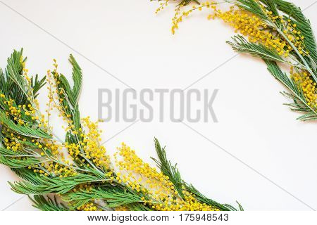 Acacia dealbata known as silver wattle blue wattle and mimosa on white background. Branches of yellow spring flowers traditional gift for the March 8 - international women's day.