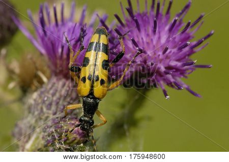 Black And Yellow Longhorn Beetle