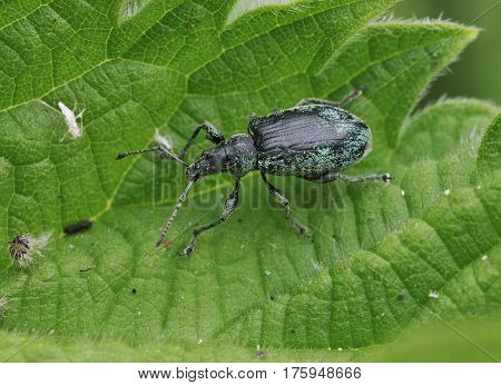 Green Nettle Weevil