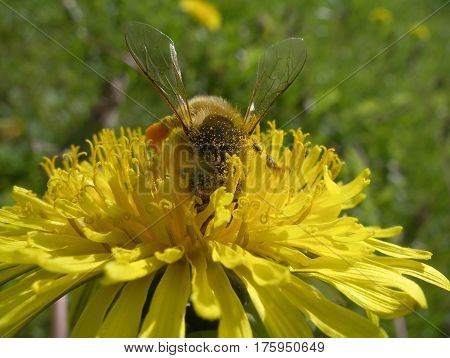Bee on yellow bright dandelion collecting honey