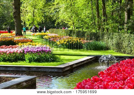Keukenhof park, Netherlands. Flower bed of colourful tulips in spring. Colorful tulips in the Keukenhof park, Netherlands. Fresh blooming tulips in the spring garden. Blooming flowers in Keukenhof.