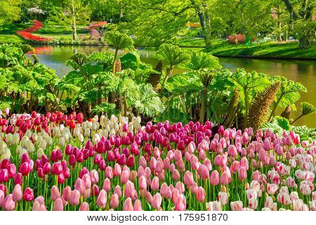 Keukenhof park, Netherlands. Flower bed of colourful tulips in spring. Colorful tulips in the Keukenhof park, Netherlands. Fresh blooming tulips in the spring garden. Blooming flowers in Keukenhof.