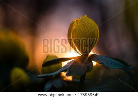Springtime - Yellow flower closeup with shallow depth of field - Eranthis hyemalis - early signs of spring