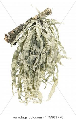Lichen isolated on white background. Strap lichen (Ramalina)