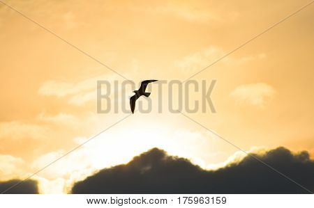 Seagull flying at sunset sky, silhouette. Sun between clouds a seagull flying.