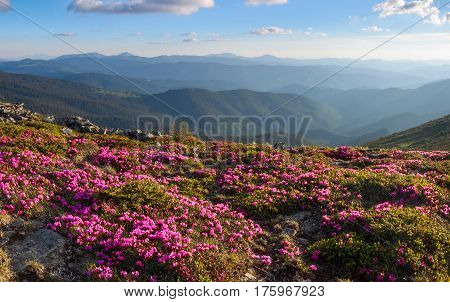 Green valley high on the mountains with the view to clear sky in summer day is spangled with many nice pink rhododendrons