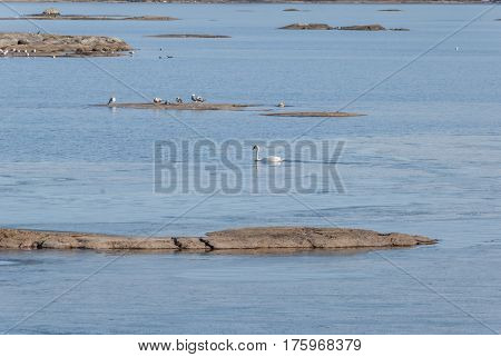 Swan in lake in winter, nature background