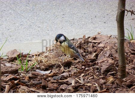 Photo of the great tit collecting material for a nest