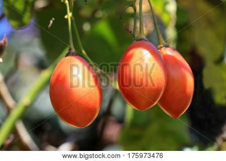 Cyphomandra betacea or tree tomato and known as tamarillo