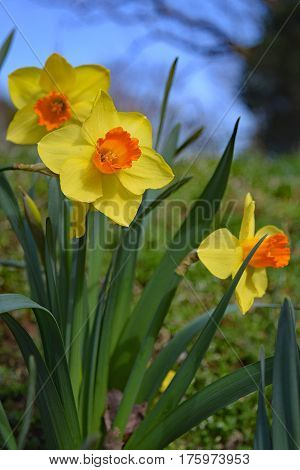 bicolored trumpet daffodils in full sun with blue sky background