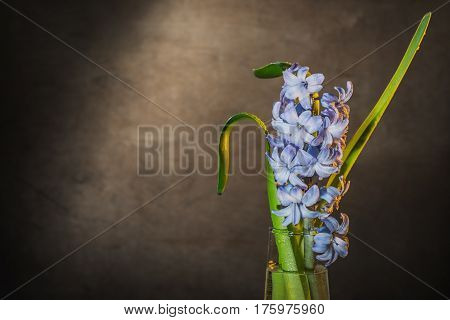 Still Life Jacinth