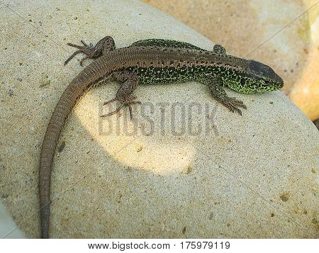 Little green lizard crawling on rocks and basking in the sun on a nice day