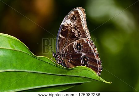 butterfly sitting on a green leaf in a botanical garden