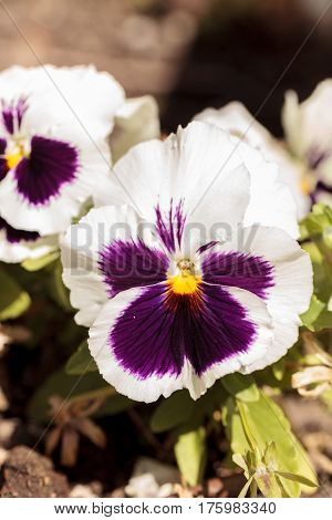 Colorful Pansy Flower
