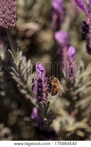 Honeybee, Apis Mellifera