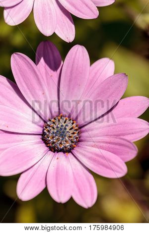Macro Of African Daisy Osteospermum Ecklonis
