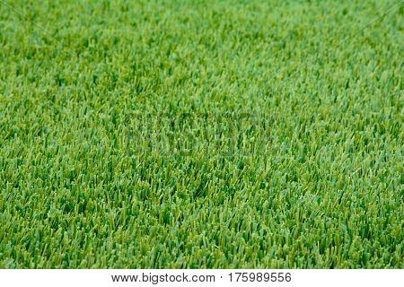 Close-up sample of winter Ryegrass lawn with perfectly trimmed green lush thick fine bladed rye