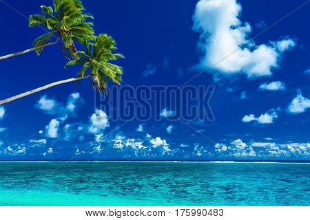 Palm trees on the vibrant beach, tropical Cook Islands, Rarotonga