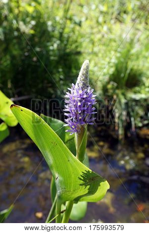 Pickerel weed (Pontederia cordata) blooms in a small, artificial lake in Joliet, Illinois during June.