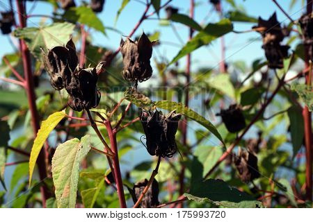 Seed pods hang onto Halberd-leaved rose mallow plants (Hibiscus laevis) next to a small lake in Joliet, Illinois during September.