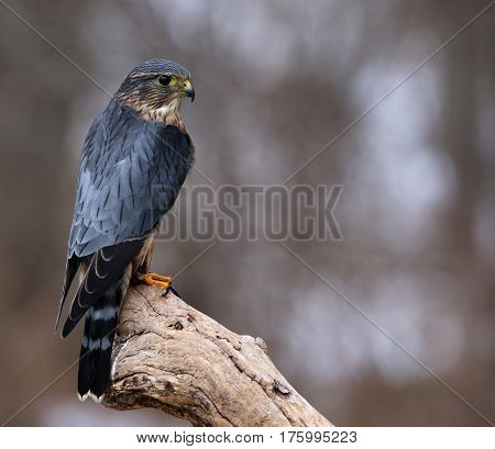 A profile shot of a Merlin (Falco columbarius) sitting on a branch.
