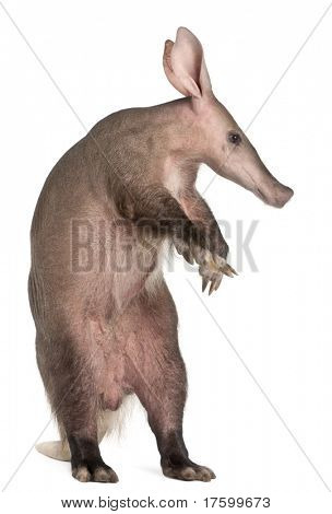 Aardvark, Orycteropus, 16 years old, standing in front of white background