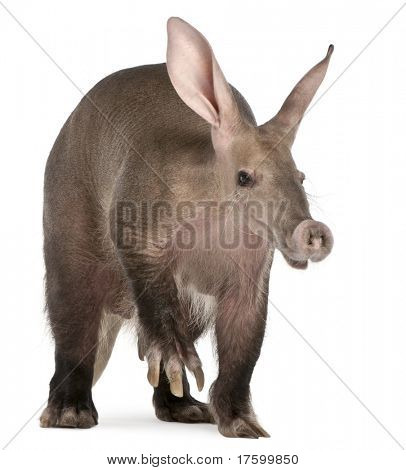 Aardvark, Orycteropus, 16 years old, in front of white background