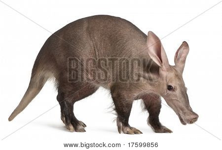 Aardvark, Orycteropus, 16 years old, in front of white background