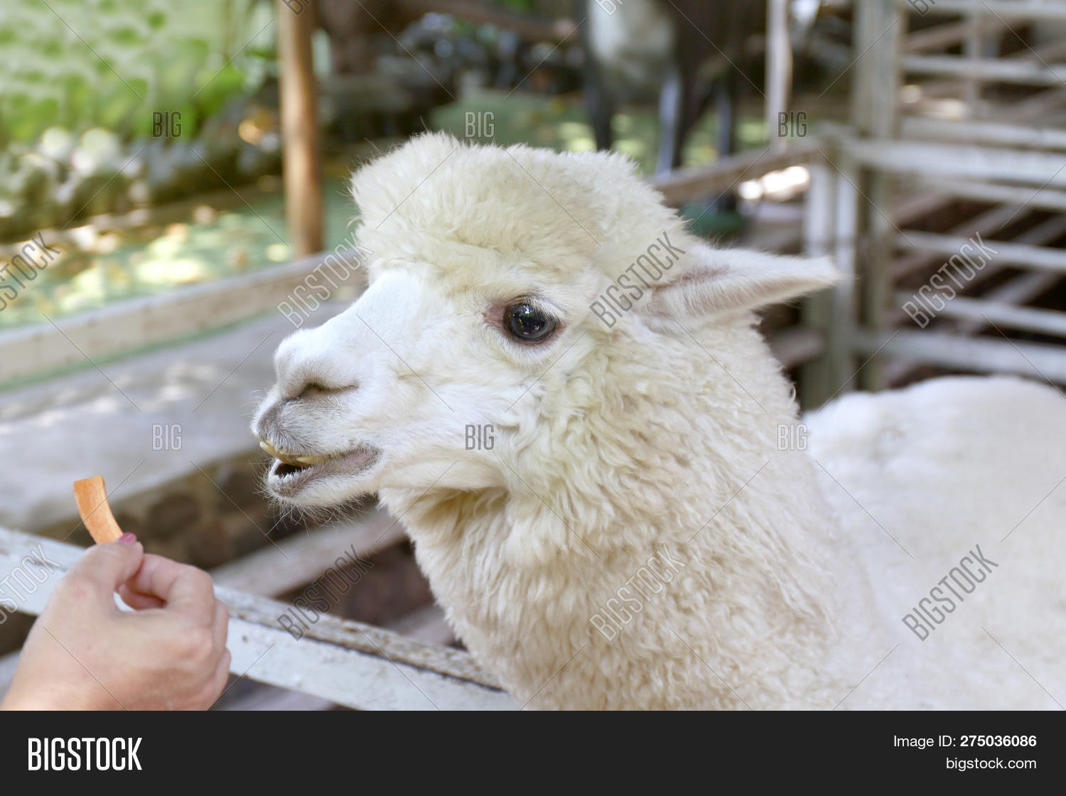 Alpaca, Hands Feeding Image & Photo (Free Trial) Bigstock