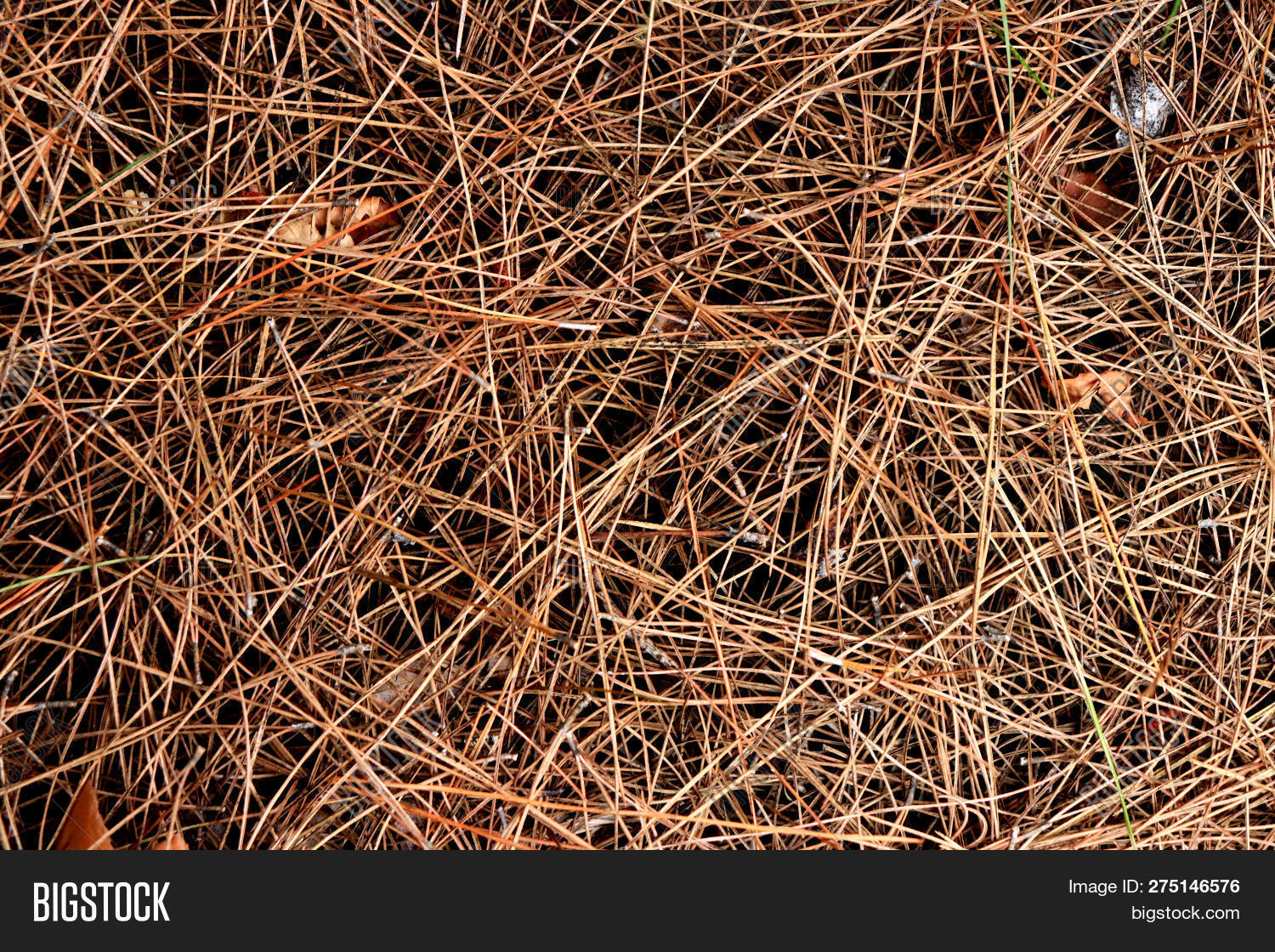 Dry Pine Needles Image & Photo (Free Trial) Bigstock