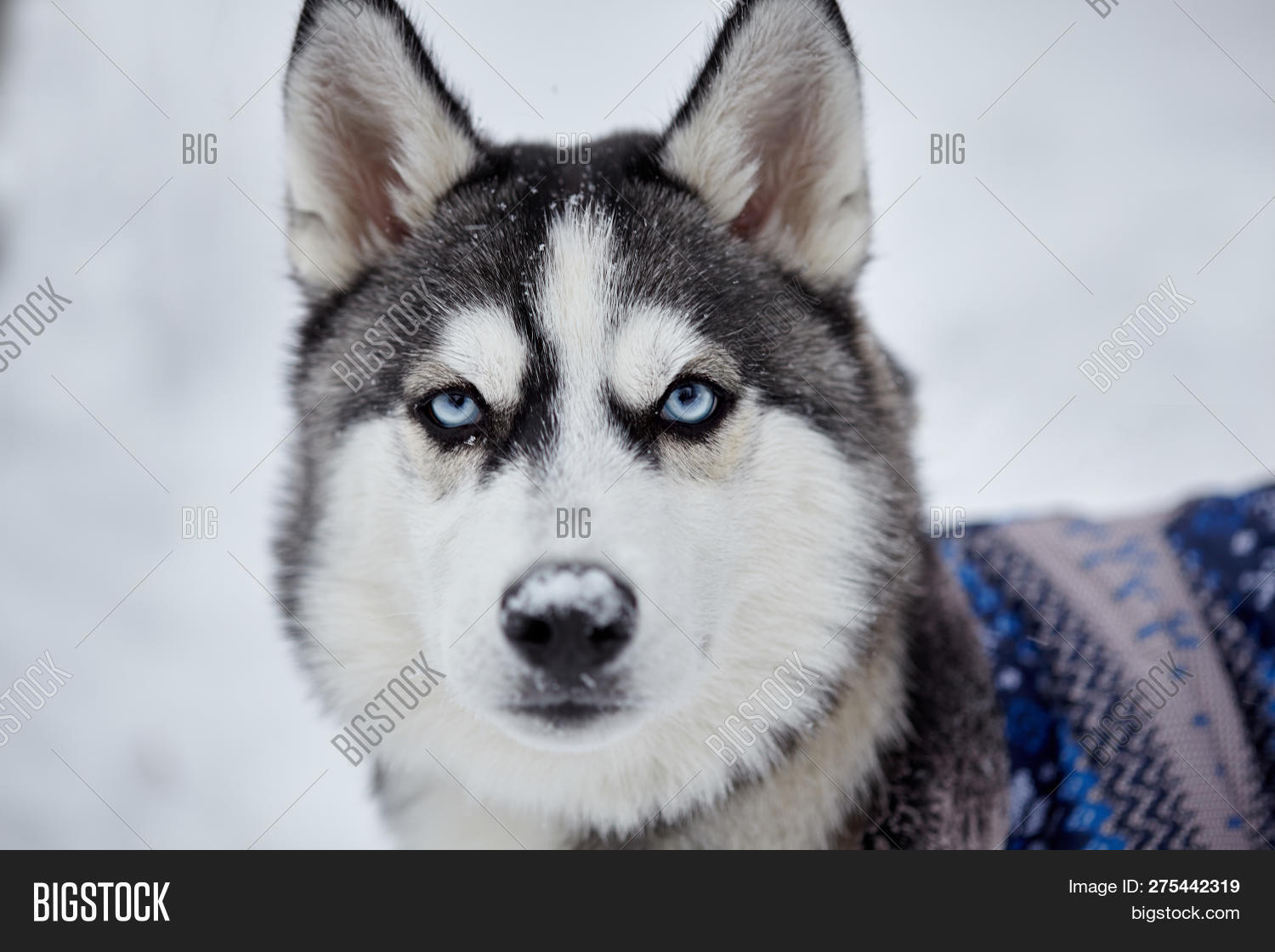 serious husky