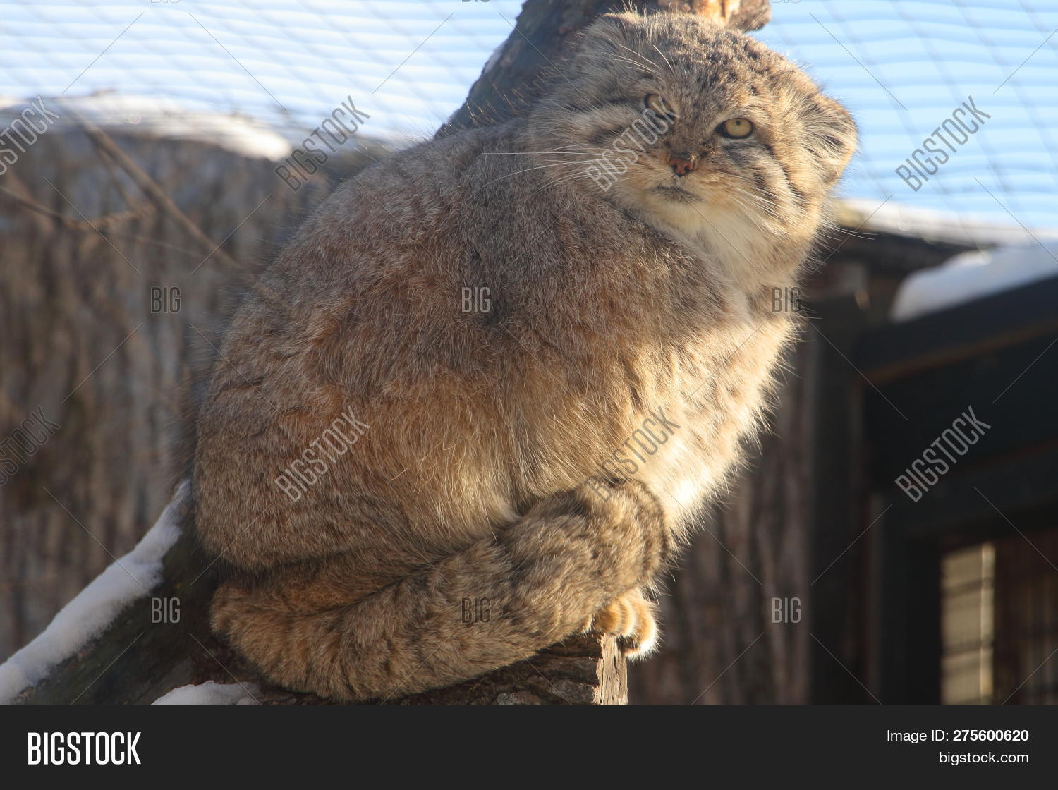 Closeup Wild Pallas Image & Photo (Free Trial) | Bigstock