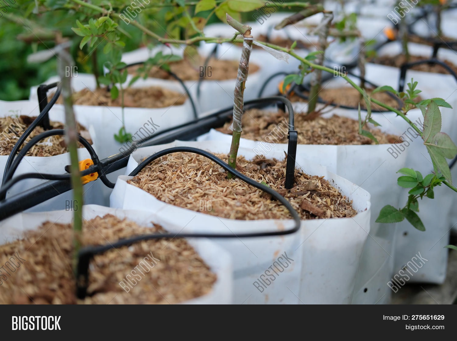 Drip Water Irrigation Image Photo Free Trial Stock Drip Water Irrigation Image Photo