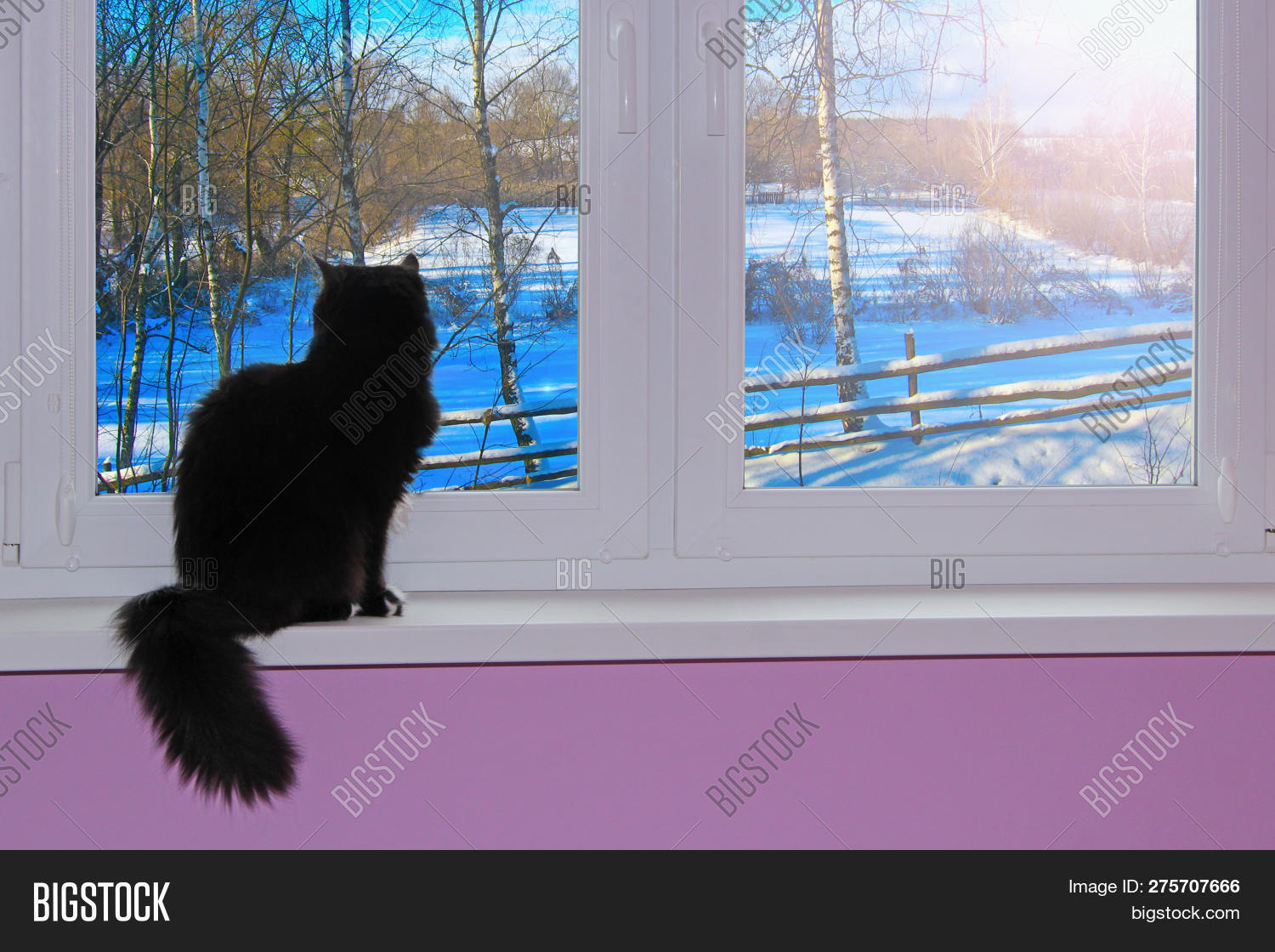 Black Cat Looking Out Image & Photo (Free Trial) Bigstock