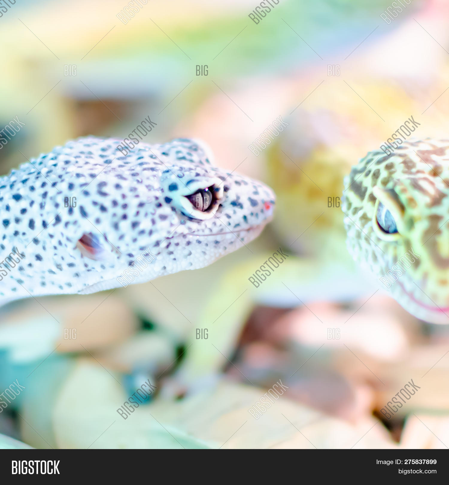 Leopard Gecko Image Photo Free Trial Bigstock