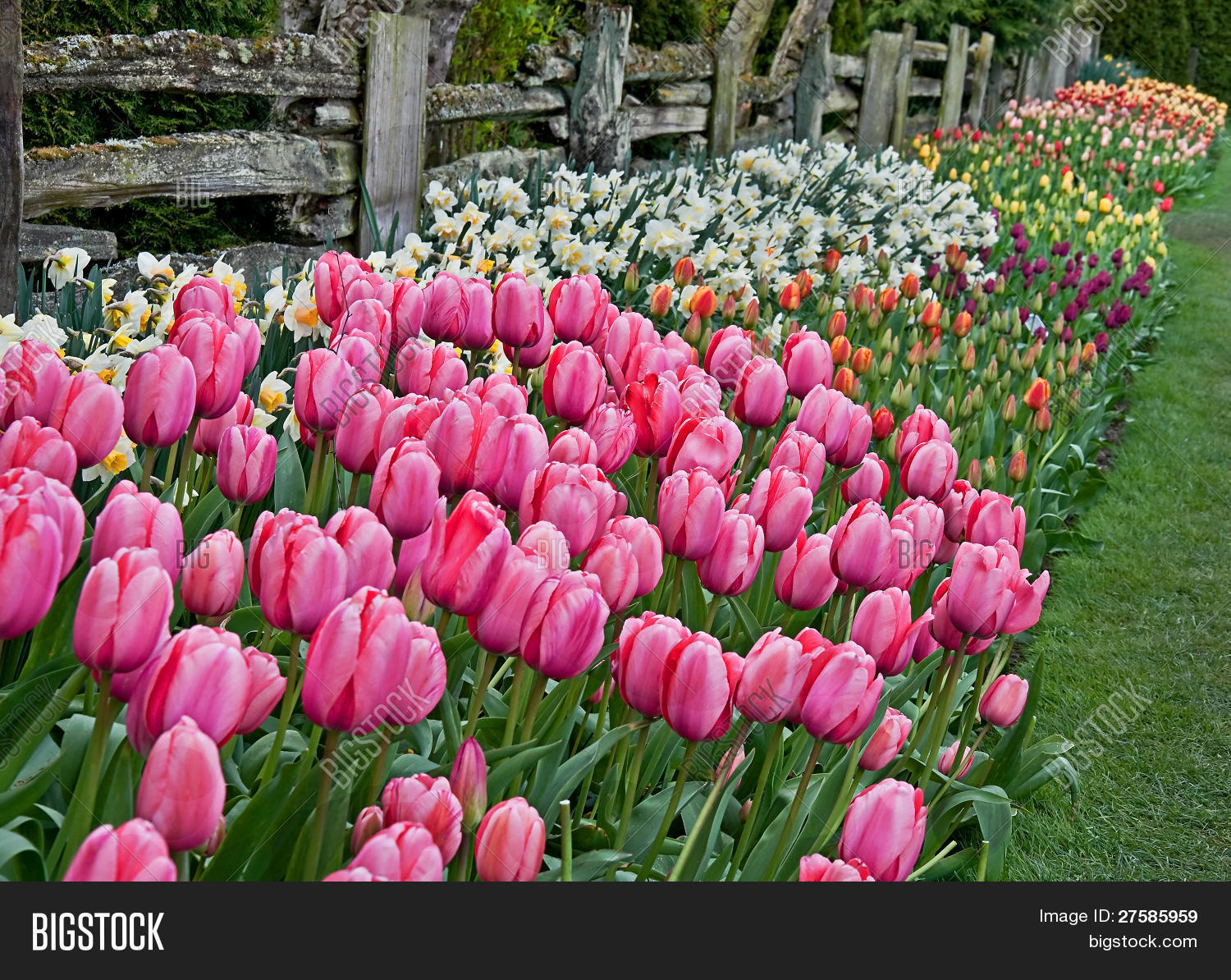 Pink Tulips, Daffodils Image & Photo (Free Trial) Bigstock