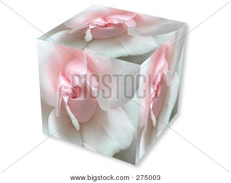 Rose rosa con goccia In scatola