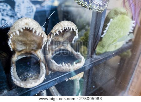 New Orleans, Usa - Dec 4, 2017: View Of Two Small Preserved Alligator Jaws On Window Display Along D