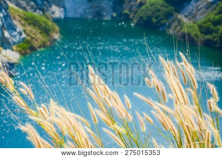 White Pennisetum Setaceum Or Fountain Grass Or White Flowers. They Will Grow Near The River In The W