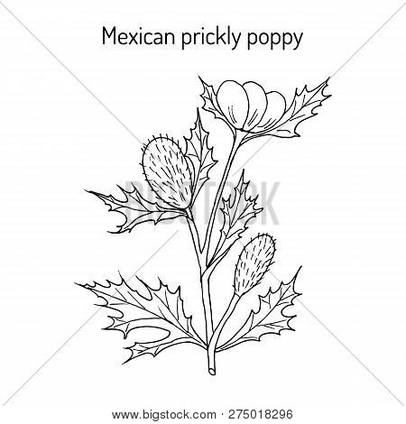 Mexican Prickly Poppy Argemone Mexicana , Or Flowering Thistle, Medicinal Plant. Hand Drawn Botanica